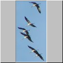 Grus grus - Kranich 05.jpg